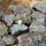 Corse - Bastelica - Gabbro Diorite