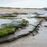 Tourbe fossile flandrienne - Plage de Meneham - Bretagne