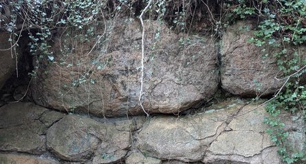 Affleurement de Granodiorite cadomienne à biotite