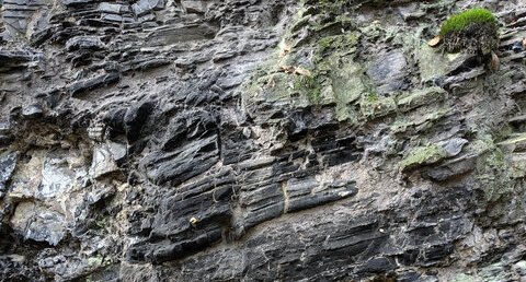 Ampélites du Llandovery moyen du Tertre Gris