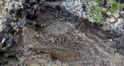 Sables fossilifères du Pliocène marin à Pacé