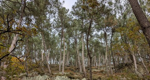 Ancienne carrière de grès-quartzite clairs du Tertre Gris