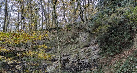 Ampélites du Llandovery moyen du Tertre Gris