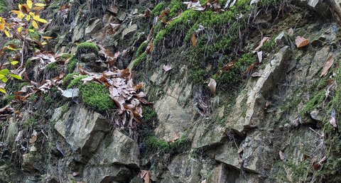 Grès-quartzites clairs (« Grès culminants »)