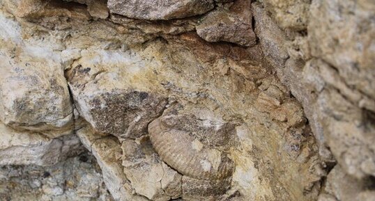 Ammonite du lias de la plage de la Mine