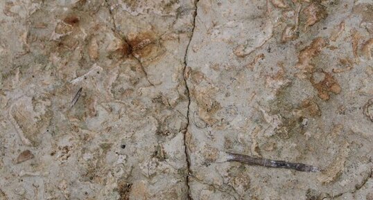 niveau fossilifère dans le lias de la plage de la Mine