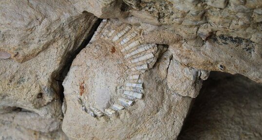 Fossile de Pecten dans le lias de la plage de la Mine