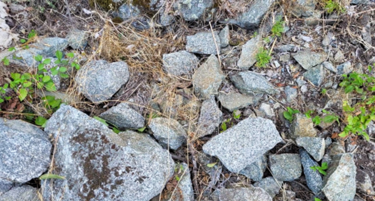 Corse - Bastelica - Gabbro Diorite