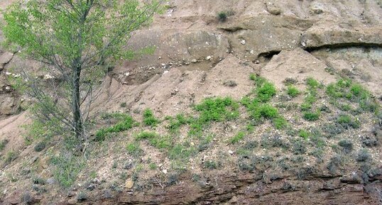 Transgression jurassique sur les schistes des Cévennes