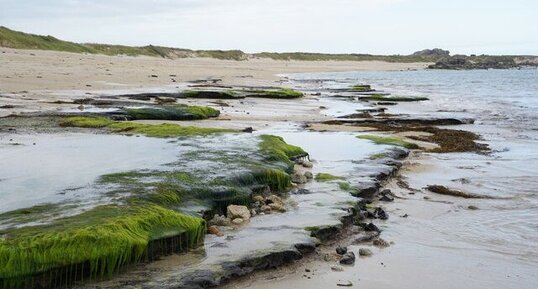 Tourbe fossile flandrienne - Plage de Meneham - Bretagne