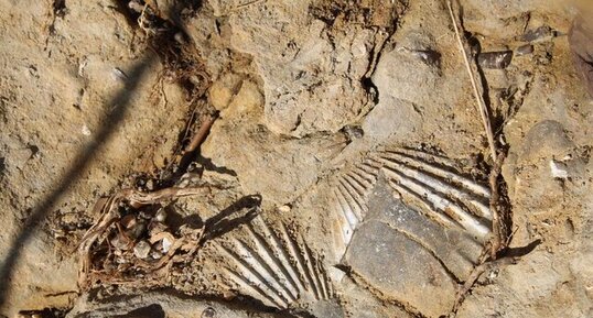 Fossiles de Pecten dans le Pliensbachien de la plage de la Mine des Sarts