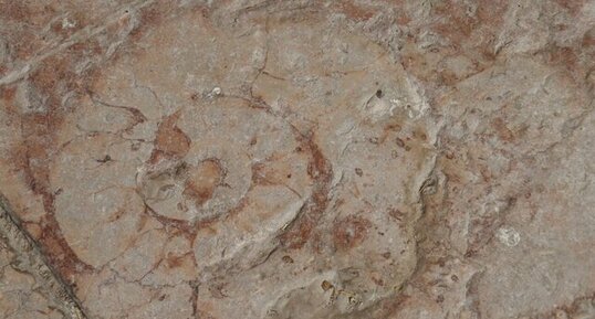 Ammonite dans le marbre rose de Guillestre dans l'église de Mont-Dauphin