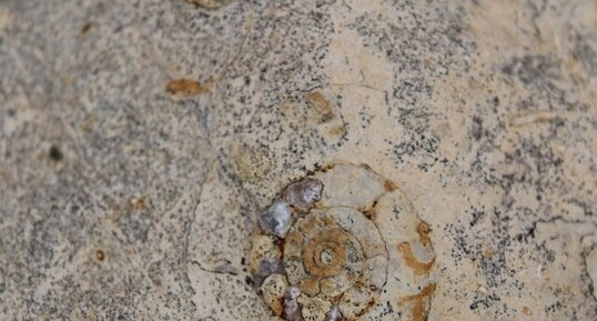 Ammonite dans le lias de Jard-sur-Mer