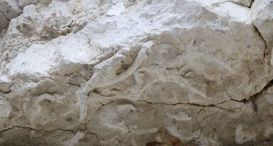 Traces négatives de bioturbation dans les calcaires jurassiques.