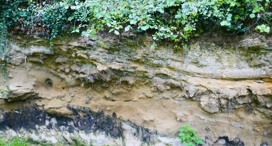 Grès calcaire lutétien de Sallertaine