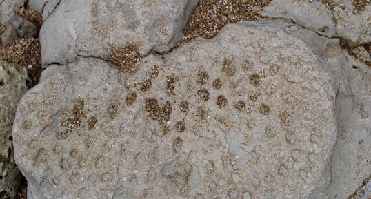 Fossile de corail dans le lias de Jard-sur-Mer