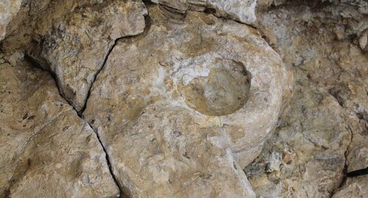 Fossile d'ammonite dans le lias de Jard-sur-Mer