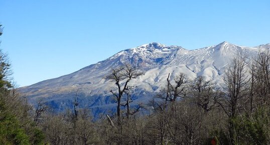 Végétation détruite par l'éruption de 2011du Puyehue